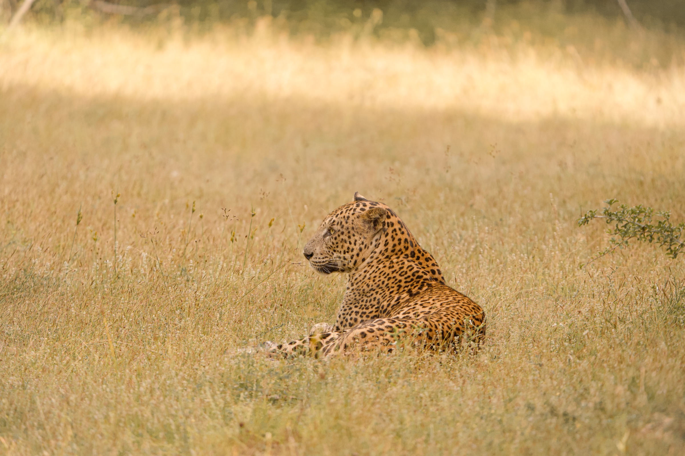 Yala Safari Tours in Seeduwa