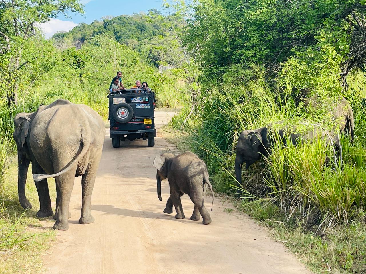Minneriya safari Tour in Seeduwa
